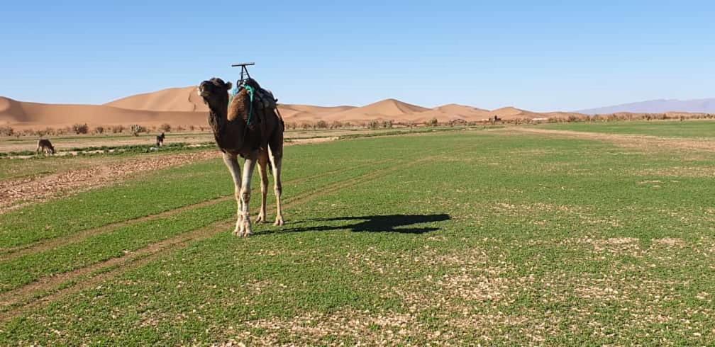 Chegaga Desert Trips Camp M'Hamid El Ghizlane Exterior foto